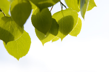 Aspen Leaves Close Up