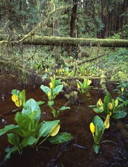 Skunk cabbage growing along edge of rainforest