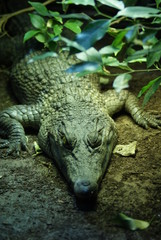 Philippines Crocodile