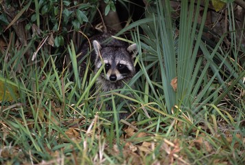 Young common raccoon hiding in tall grass