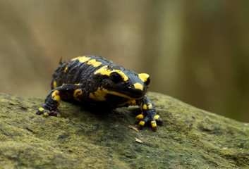 Feuersalamander