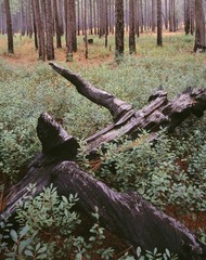 Burned longleaf pine stump and trees after a prescribed burn, Weymouth Woods Sand Hills Nature Preserve