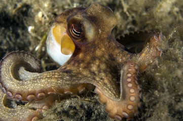 Octopus