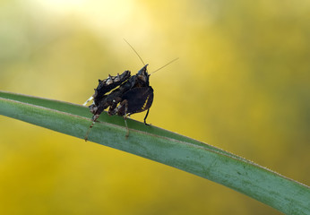 Hestiasula brunneriana
