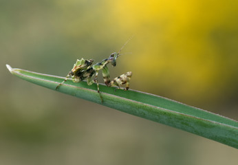 Creobroter elongata