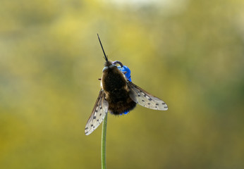 Wollschweber auf blauer Blüte