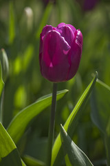 Tulipa Purple Prince