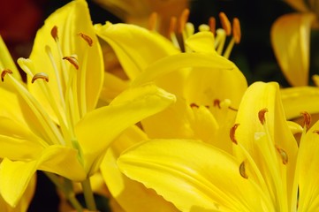 Yellow lilies