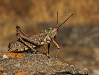 afrikanische Panzer-Heuschrecke