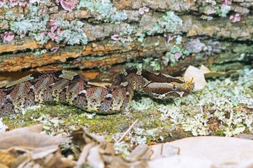 Rhinoceros viper