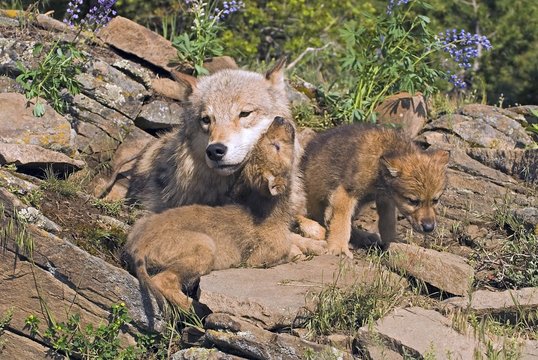 Wolf cubs and mother at den site
