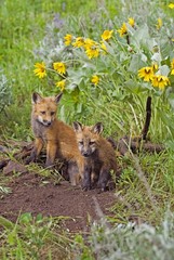 Baby foxes at den site