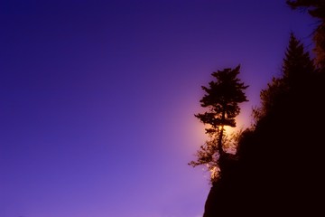 Obraz na płótnie Canvas Silhouette of tree on a hill