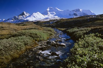 Fototapeta na wymiar Wilcox Przełęcz, Jasper National Park