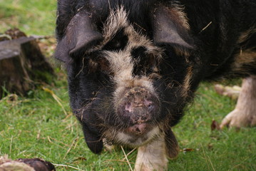 Kune Kune Pig