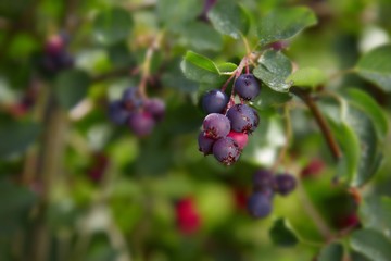 Berries on branches