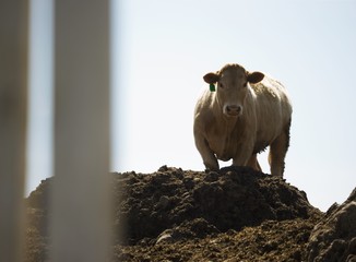 Cow standing on dirt pile