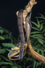 Tree snake