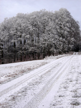 Winterwald