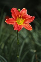 Blooming Day lily
