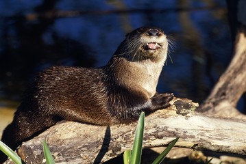 River otter on driftwood