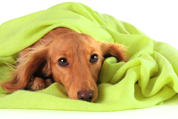 Green puppy