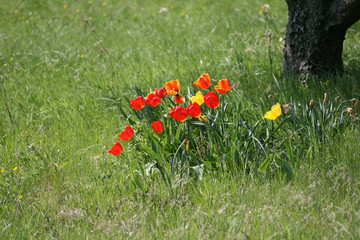 tulpen