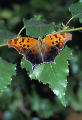 Orange butterfly on white birch leaf