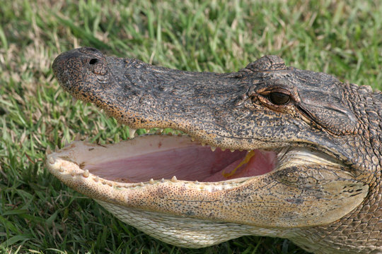 Alegator with mouth open