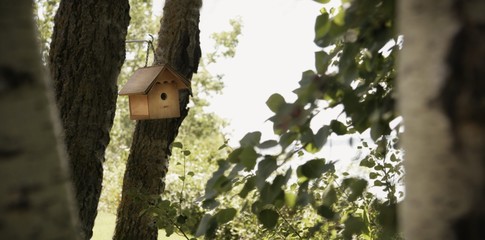 Bird house in the trees