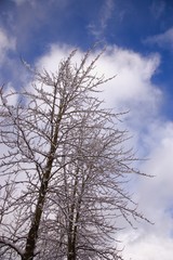 Fototapeta na wymiar Snow-covered tree