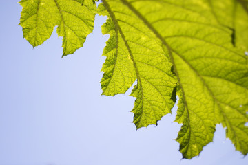 Close-up of a leaf against the sky