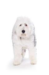 Old English Sheepdog on white background