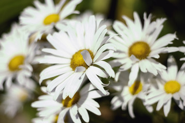 A group of daisies