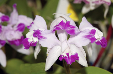 Cattleya orchid flowers