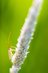 Insect on wheat head