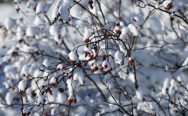 Berries on branches with fresh snow