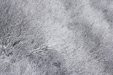 Shrubs during the winter