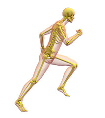 X-ray illustration of male human body and skeleton running.