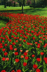 Red tulip garden