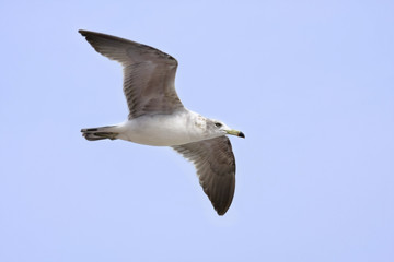 Seagull In Flight