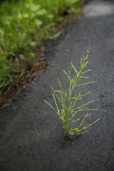 A plant grows through pavement against all odds