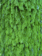 Detailed green moss texture on a tree trunk