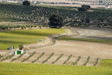 Olive farm in Andalucia, Spain