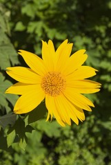 Yellow Mexican Sunflower