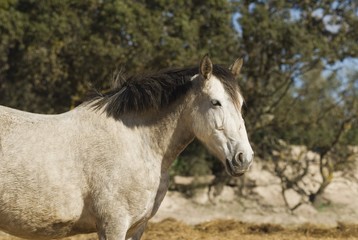 Fototapeta na wymiar Andalusian Horse..