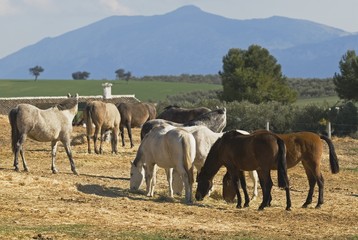 Fototapeta na wymiar Andalusian Horses grazing..