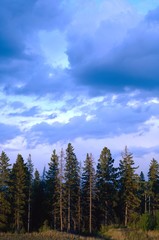 Sky above the timber line