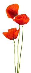 Papier Peint photo Lavable Coquelicots design floral - coquelicots isolé sur fond blanc