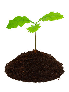Sprout of oak.